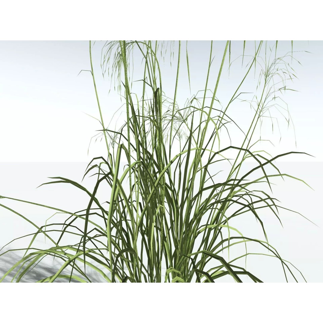 Downy Brome 3D Model – Low Poly Grass Asset, FBX & PBR Textures - View 13