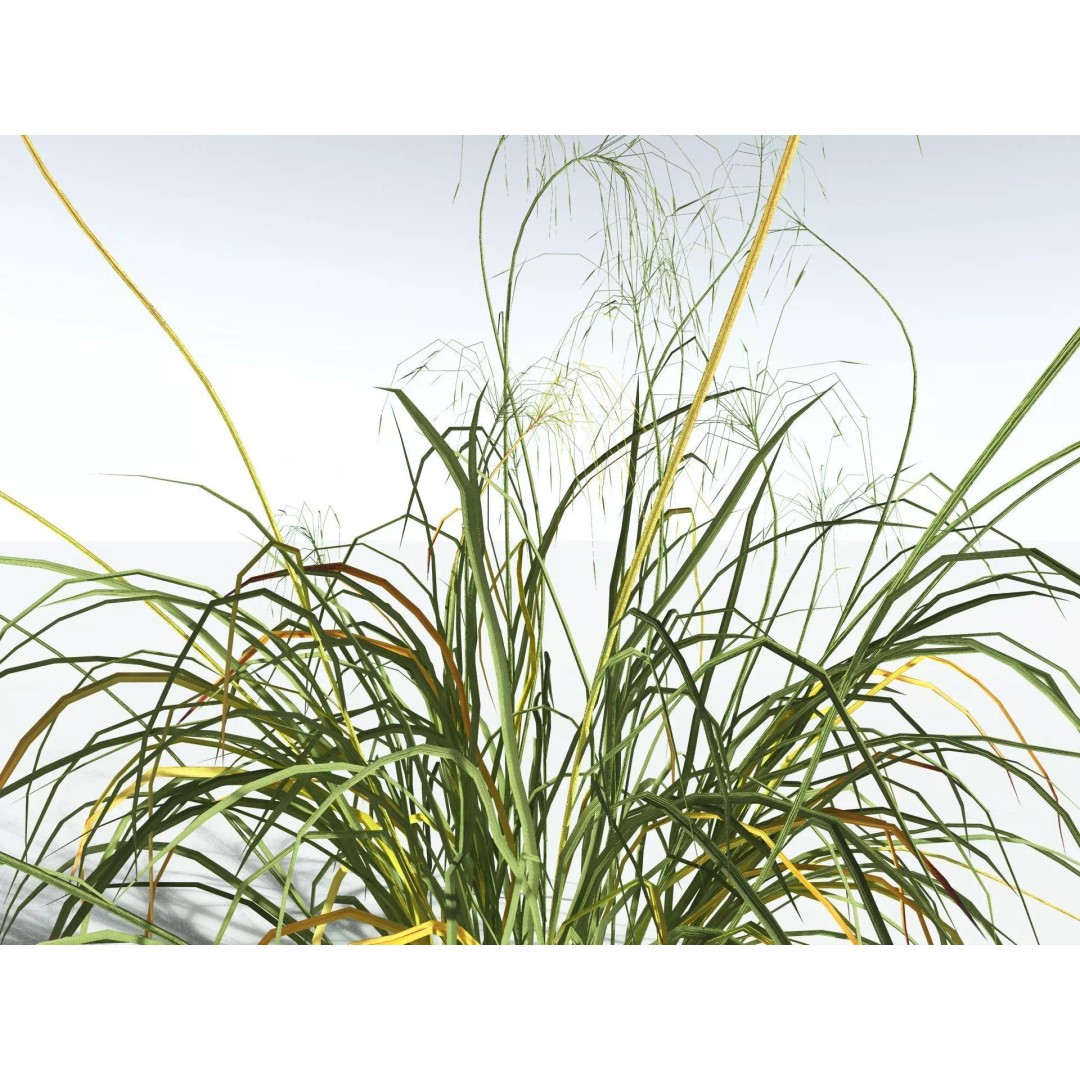 Downy Brome 3D Model – Low Poly Grass Asset, FBX & PBR Textures - View 15