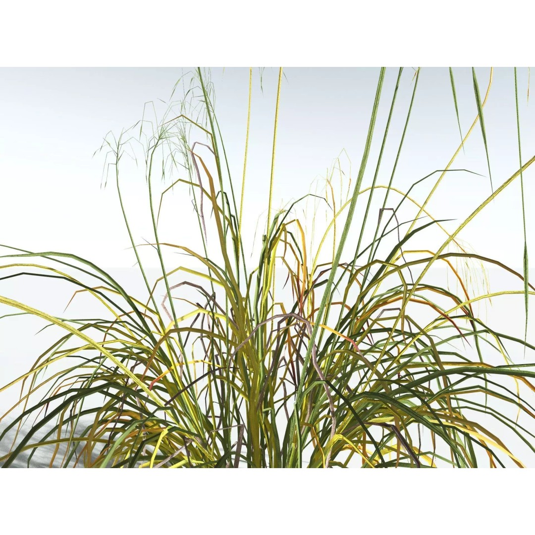 Downy Brome 3D Model – Low Poly Grass Asset, FBX & PBR Textures - View 17