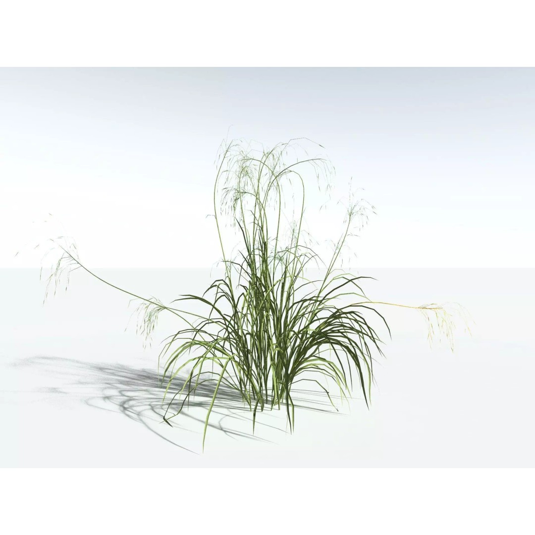 Downy Brome 3D Model – Low Poly Grass Asset, FBX & PBR Textures - View 2