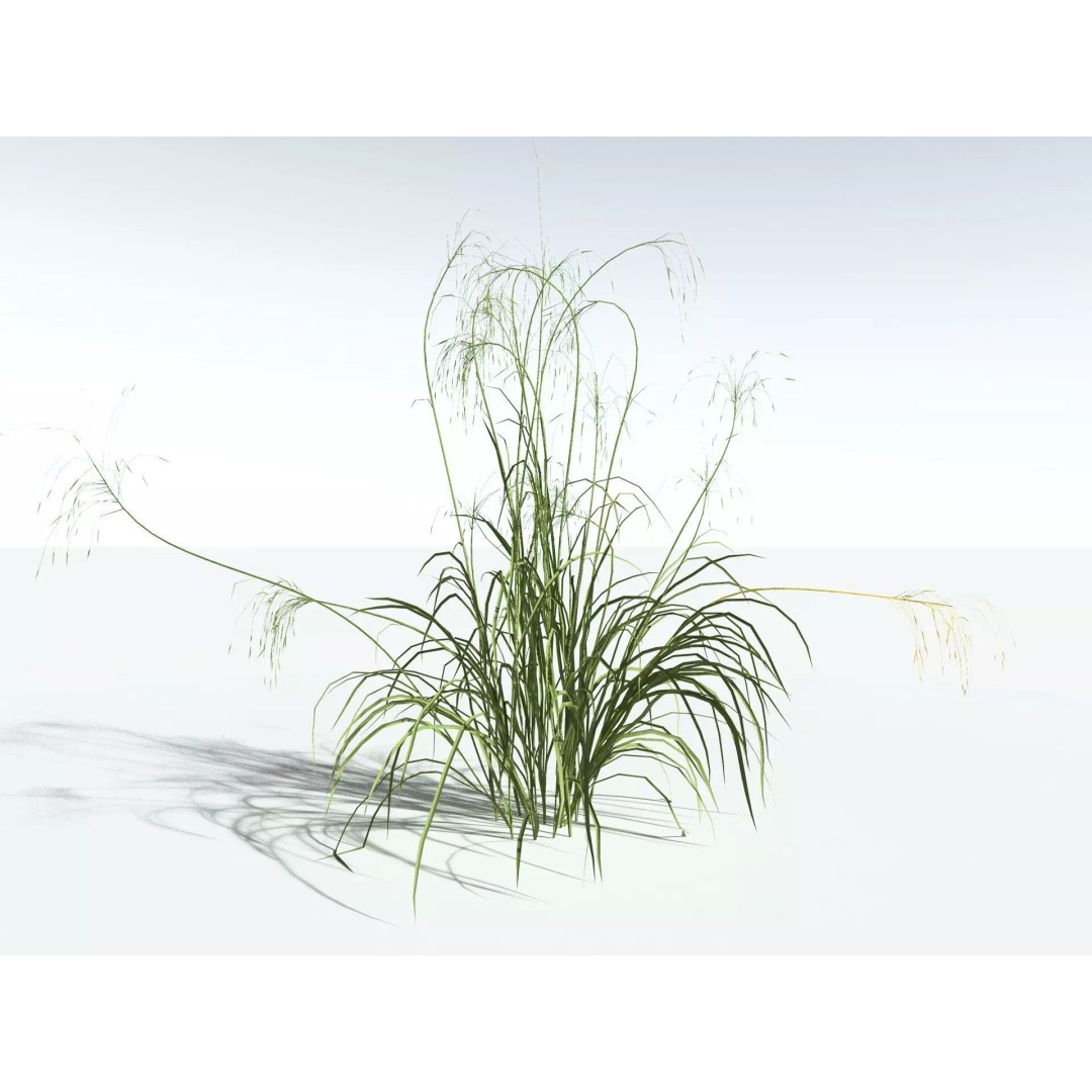 Downy Brome 3D Model – Low Poly Grass Asset, FBX & PBR Textures - View 22