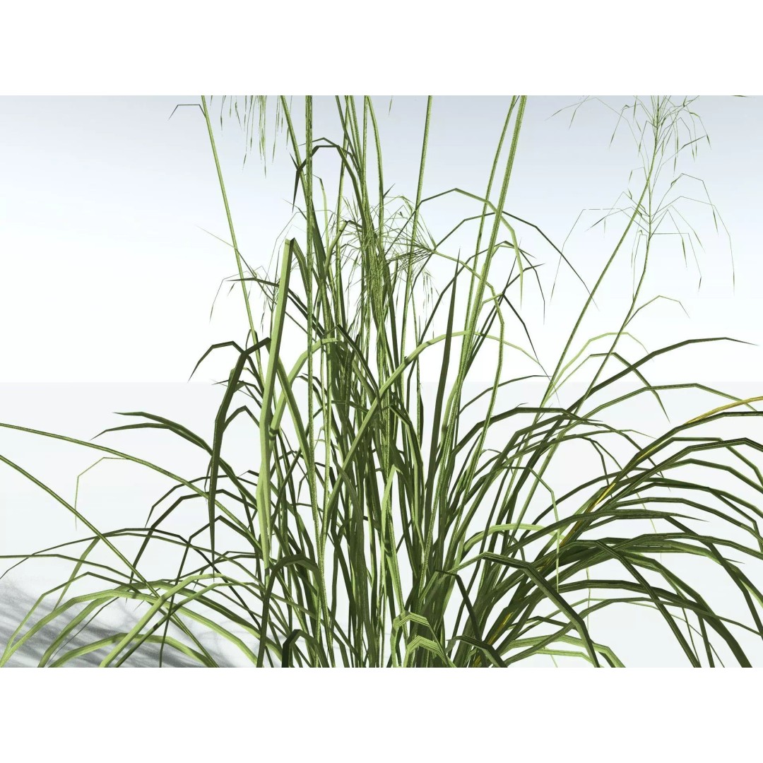Downy Brome 3D Model – Low Poly Grass Asset, FBX & PBR Textures - View 23