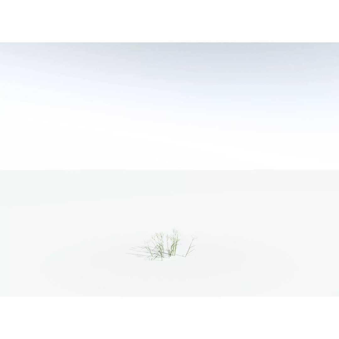 Downy Brome 3D Model – Low Poly Grass Asset, FBX & PBR Textures - View 28