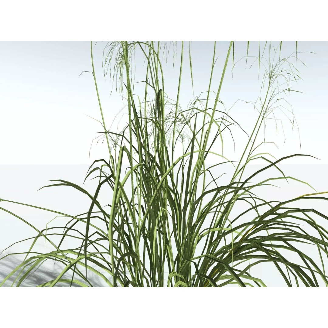 Downy Brome 3D Model – Low Poly Grass Asset, FBX & PBR Textures - View 3