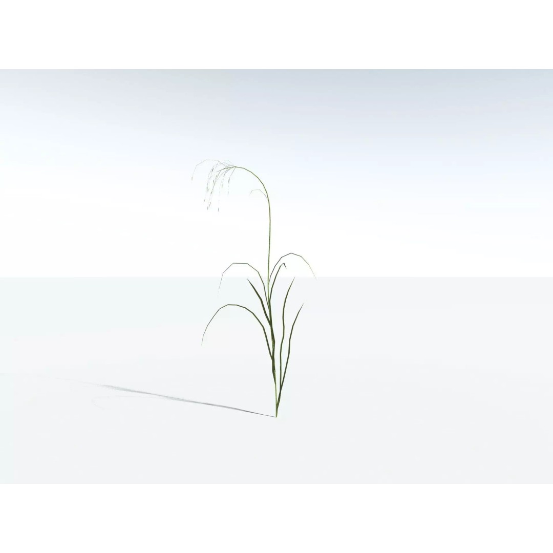 Downy Brome 3D Model – Low Poly Grass Asset, FBX & PBR Textures - View 32