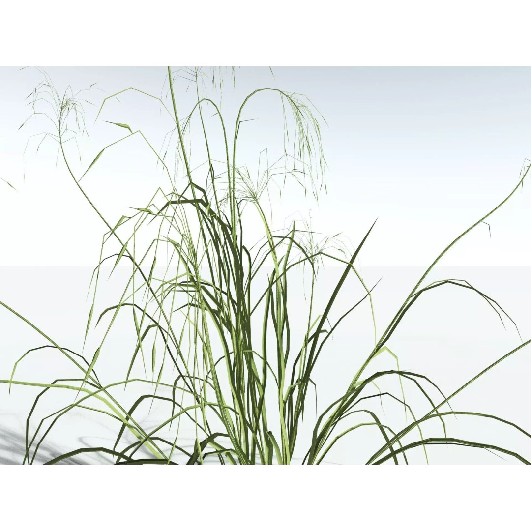 Downy Brome 3D Model – Low Poly Grass Asset, FBX & PBR Textures - View 35