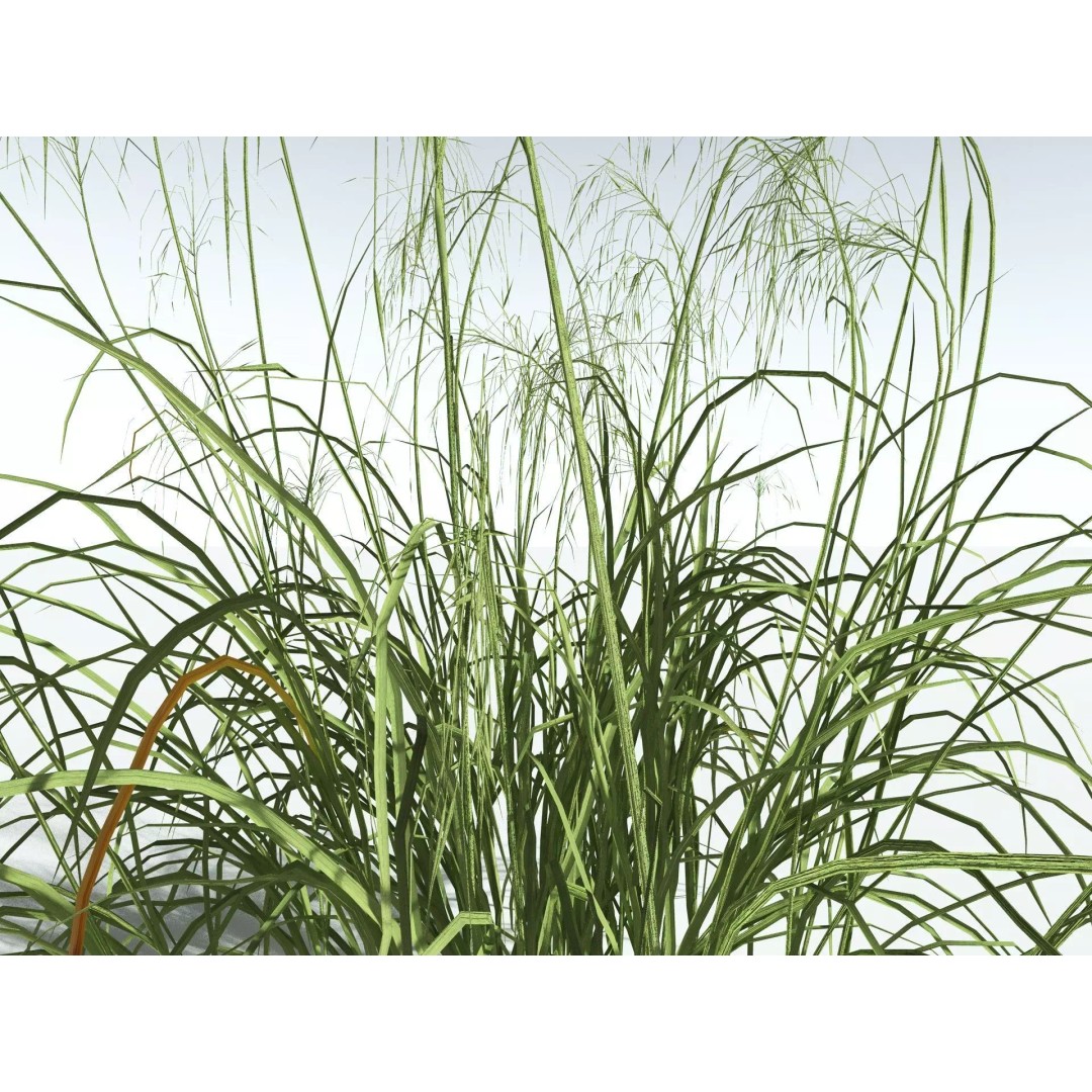 Downy Brome 3D Model – Low Poly Grass Asset, FBX & PBR Textures - View 37