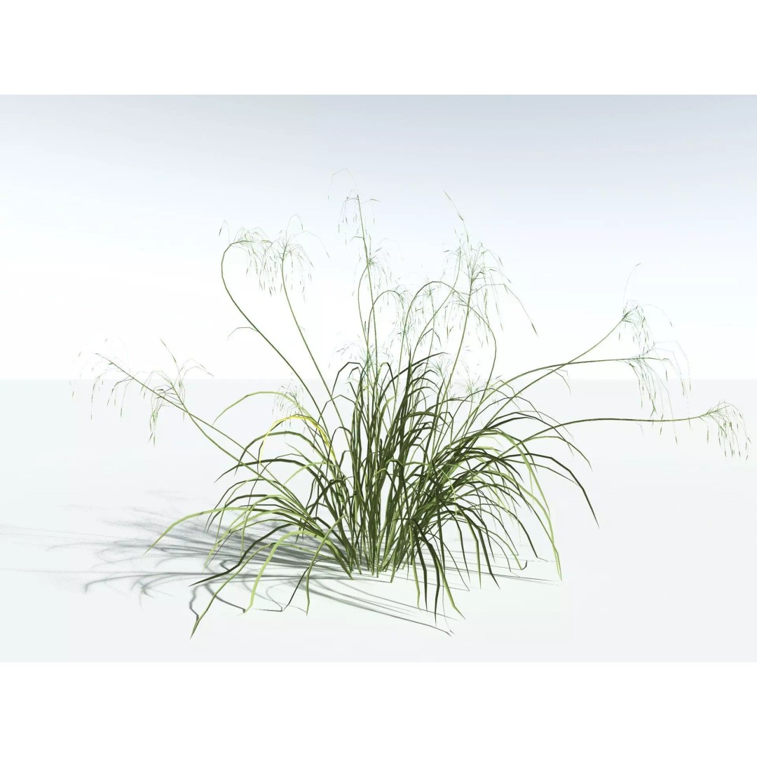 Downy Brome 3D Model – Low Poly Grass Asset, FBX & PBR Textures - View 4