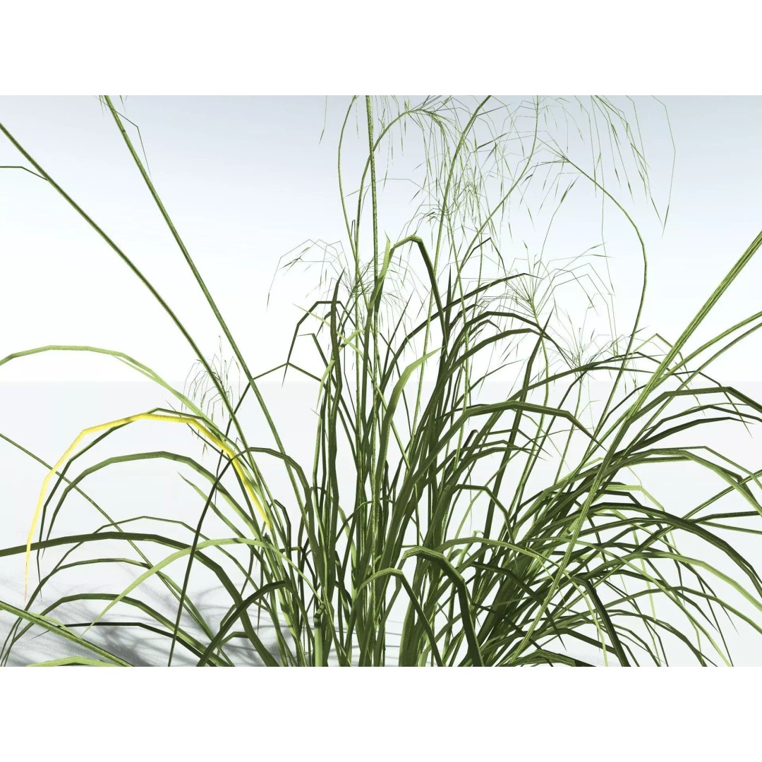Downy Brome 3D Model – Low Poly Grass Asset, FBX & PBR Textures - View 5
