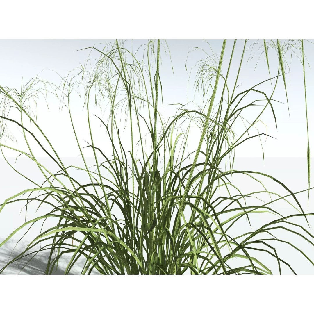 Downy Brome 3D Model – Low Poly Grass Asset, FBX & PBR Textures - View 7
