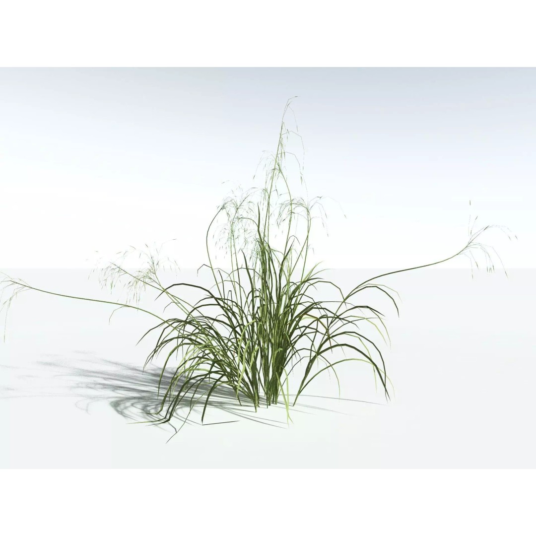 Downy Brome 3D Model – Low Poly Grass Asset, FBX & PBR Textures - View 8