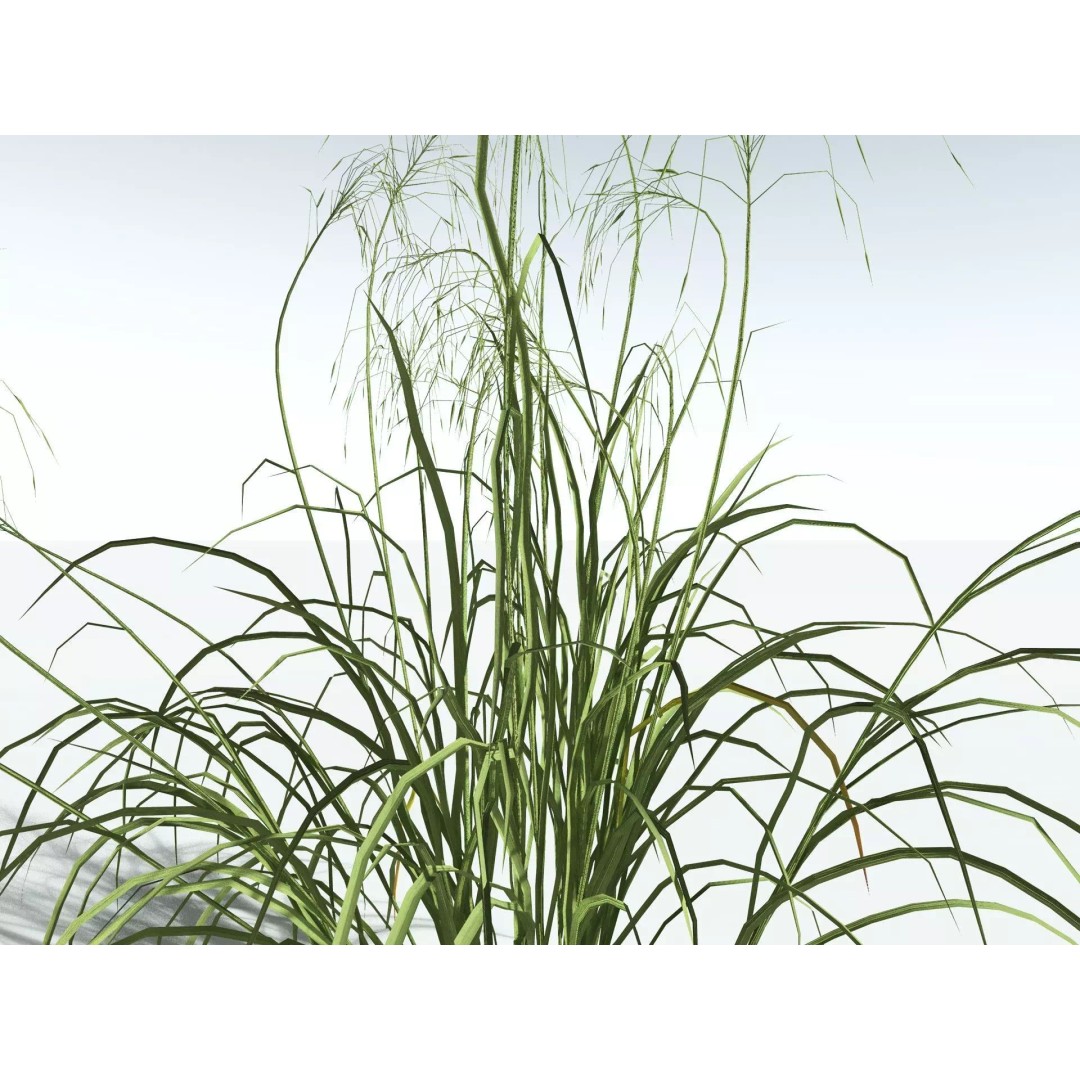 Downy Brome 3D Model – Low Poly Grass Asset, FBX & PBR Textures - View 9