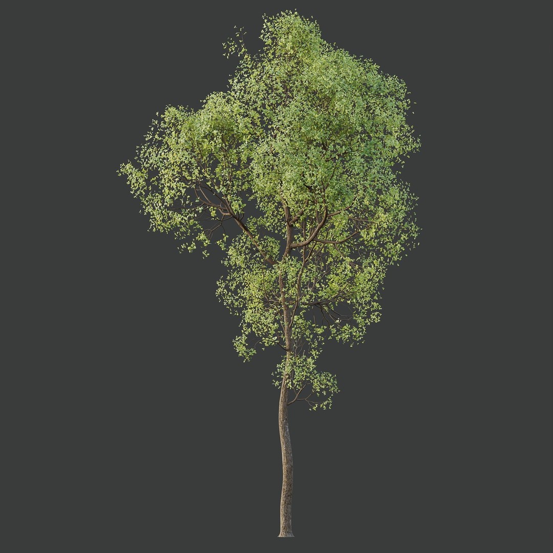 Shorea Robusta Sal 3D Model – High Poly Spring Trees, FBX, OBJ
