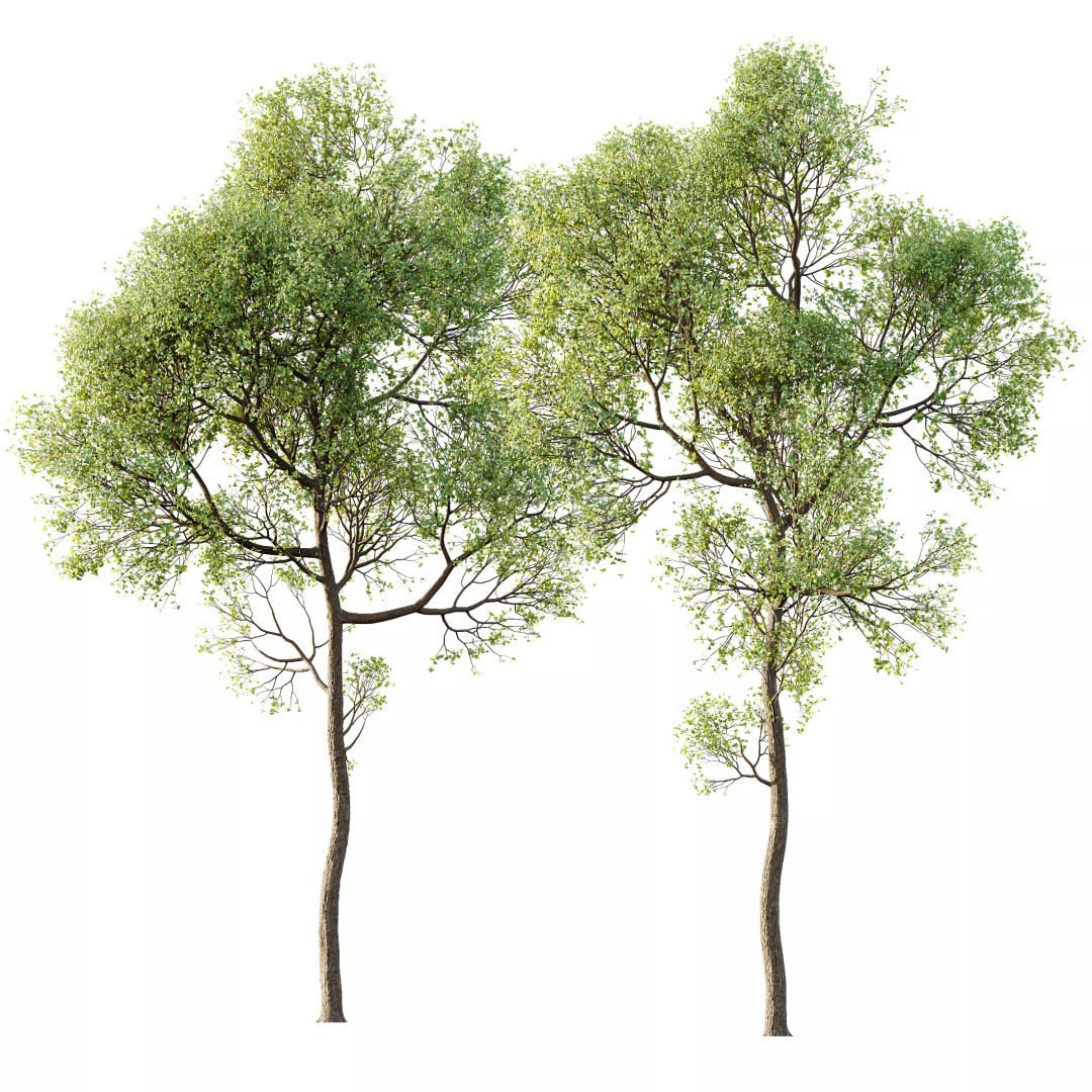 Shorea Robusta Sal 3D Model – High Poly Spring Trees, FBX, OBJ - View 2