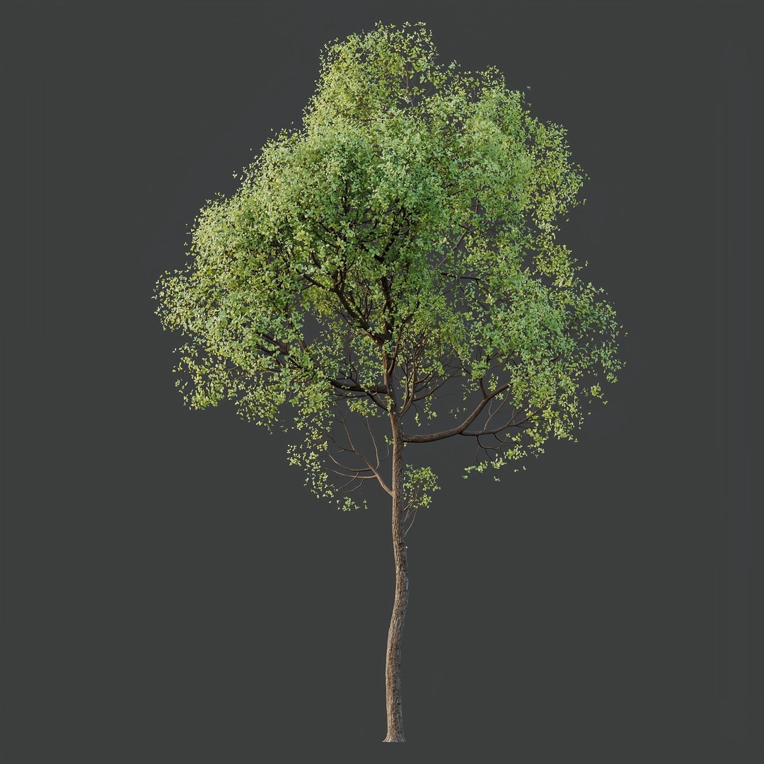 Shorea Robusta Sal 3D Model – High Poly Spring Trees, FBX, OBJ - View 3