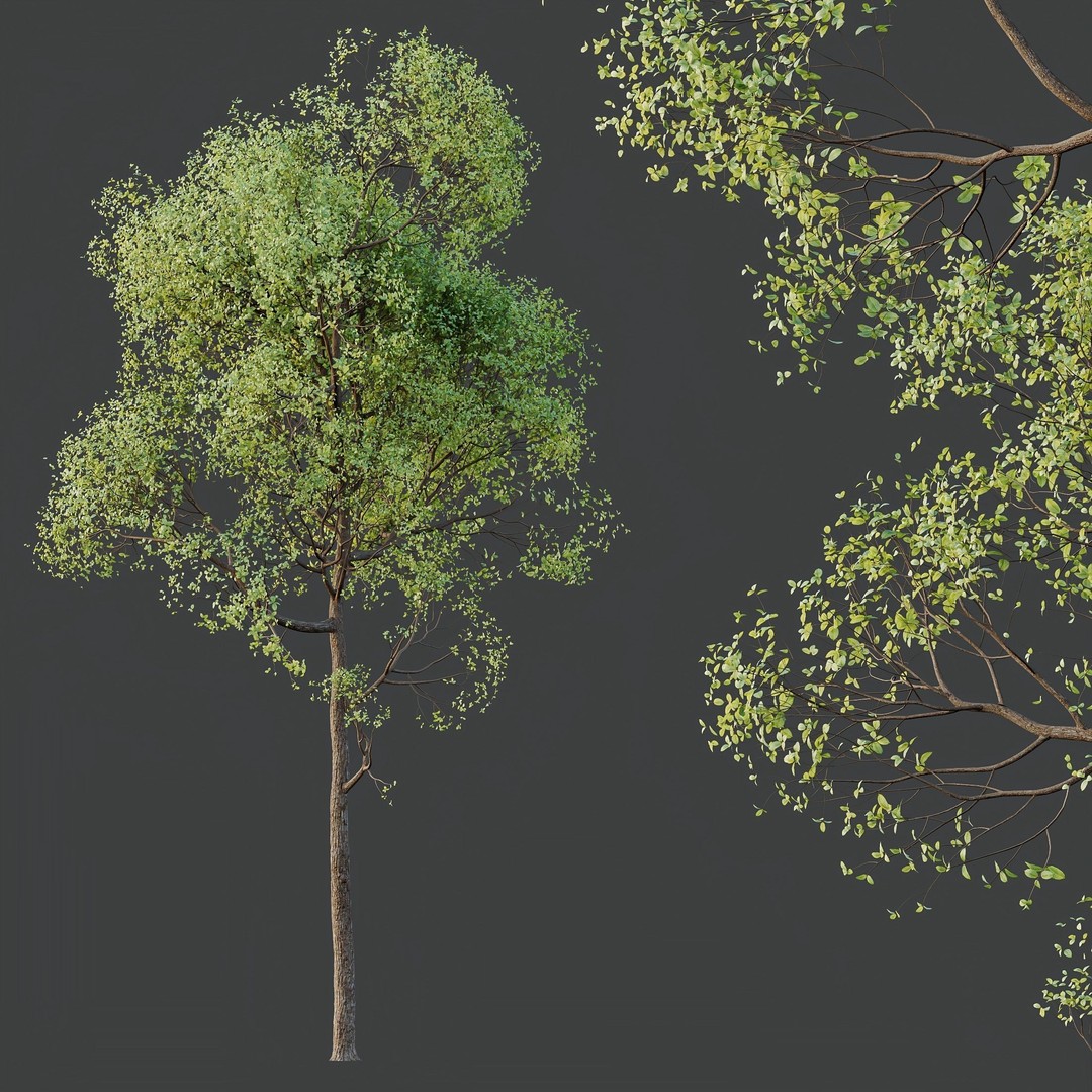 Shorea Robusta Sal 3D Model – High Poly Spring Trees, FBX, OBJ - View 4