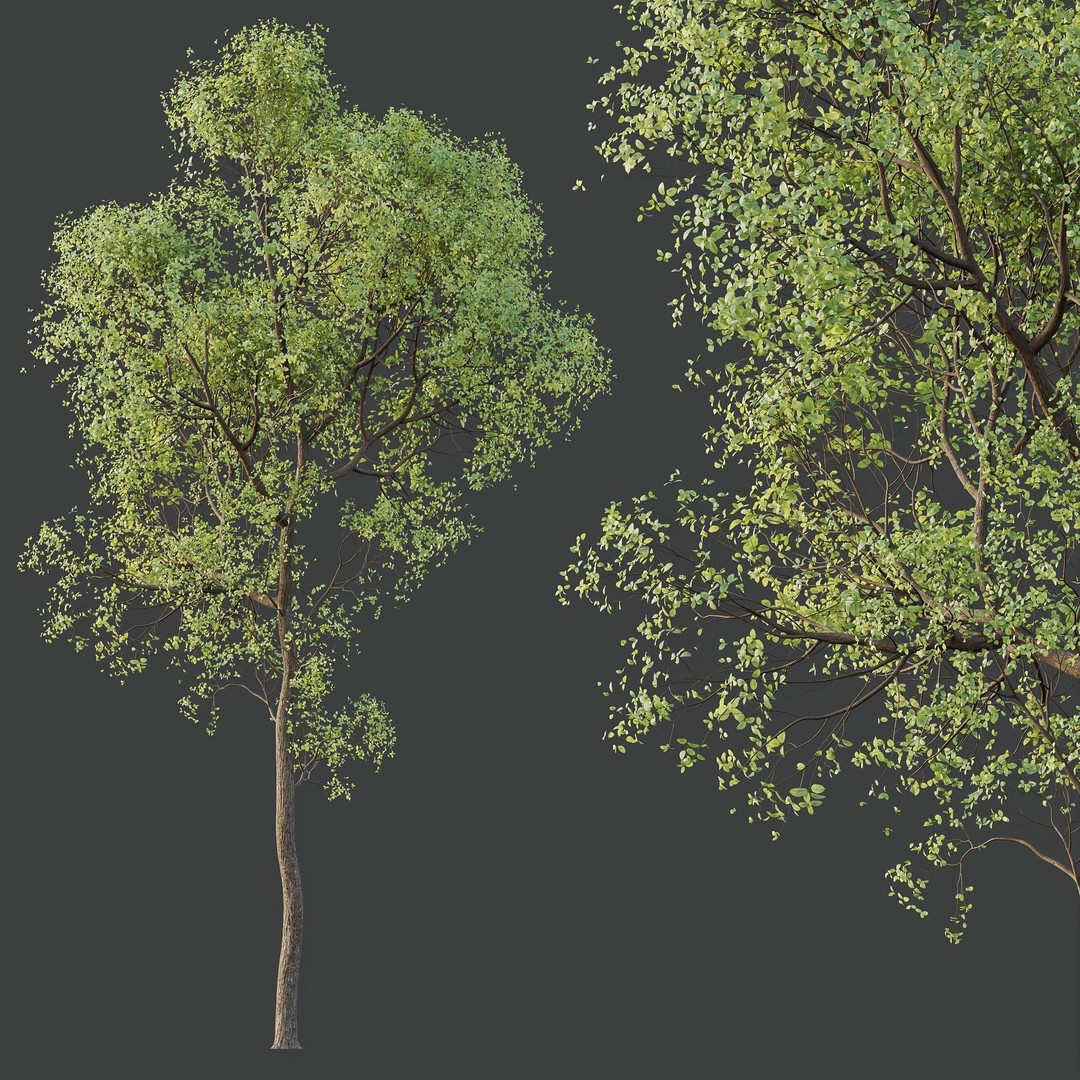 Shorea Robusta Sal 3D Model – High Poly Spring Trees, FBX, OBJ - View 5
