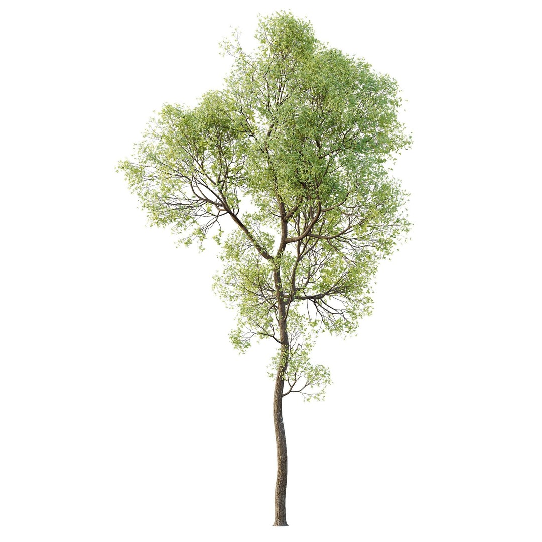 Shorea Robusta Sal 3D Model – High Poly Spring Trees, FBX, OBJ - View 6
