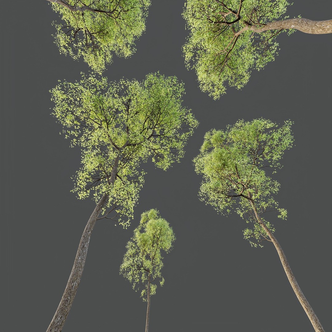 Shorea Robusta Sal 3D Model – High Poly Spring Trees, FBX, OBJ - View 7