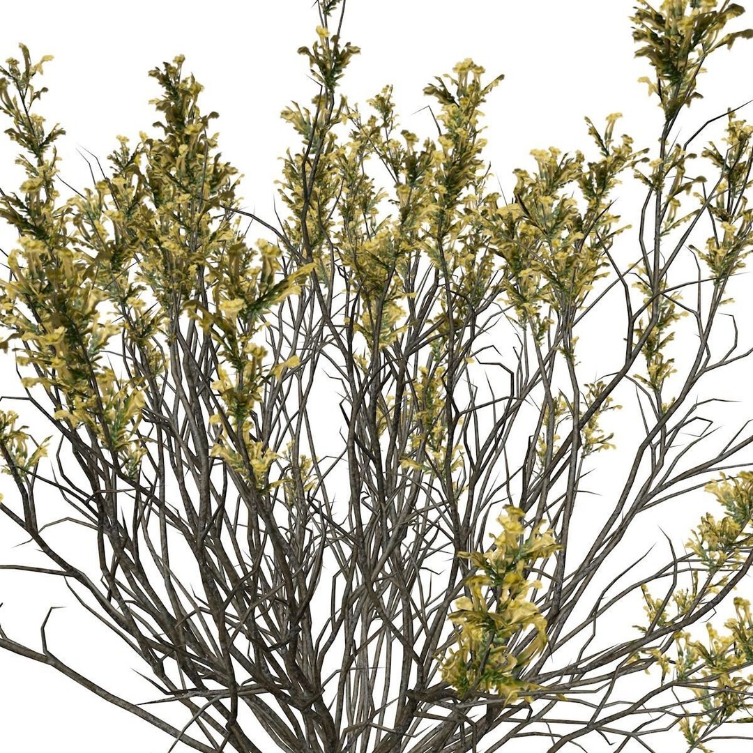 Broom Snakeweed 3D Model – Photorealistic Plant Asset, FBX