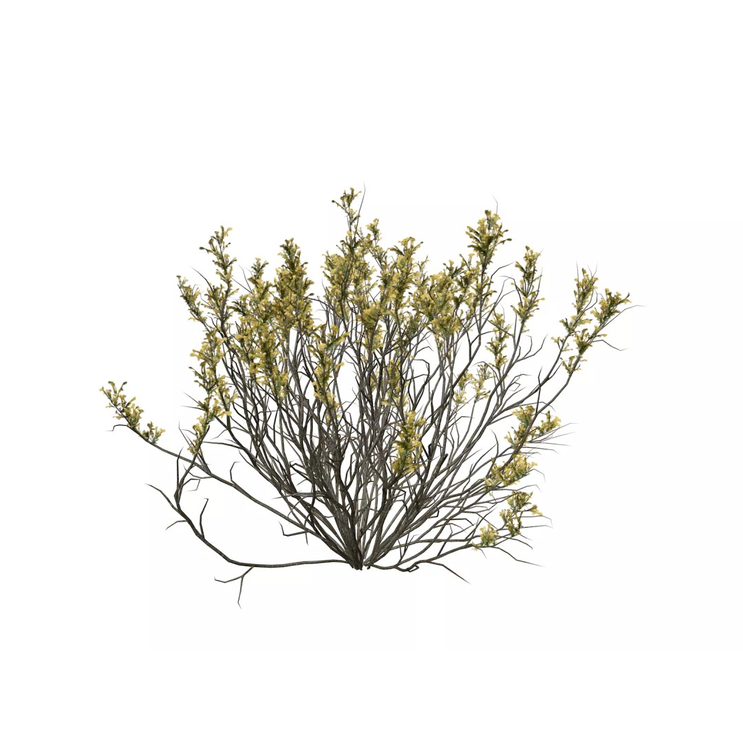 Broom Snakeweed 3D Model – Photorealistic Plant Asset, FBX - View 2
