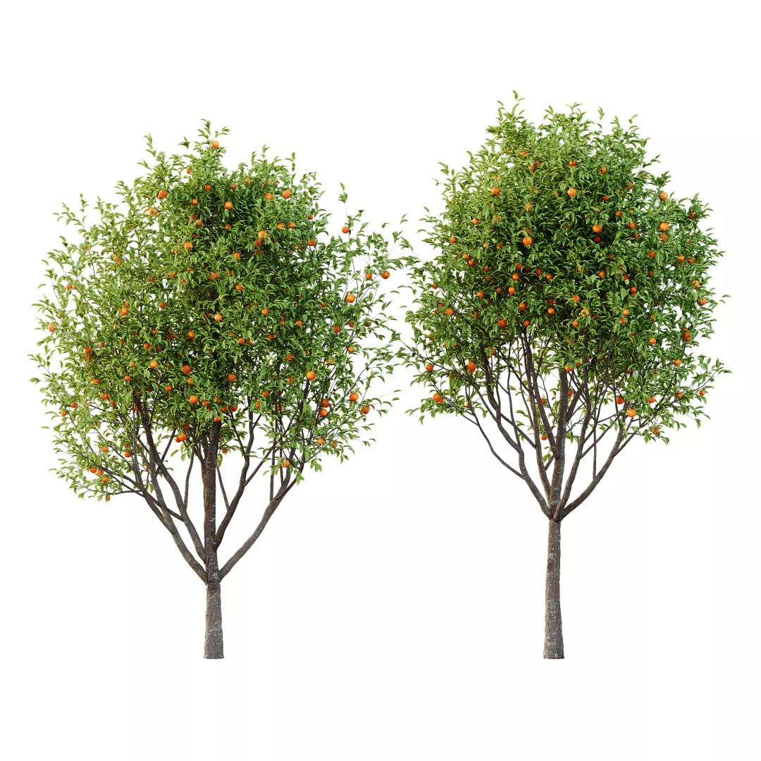 Diospyros Kaki Tree 3D Model – High Poly PBR Asset, FBX & OBJ Formats - View 2