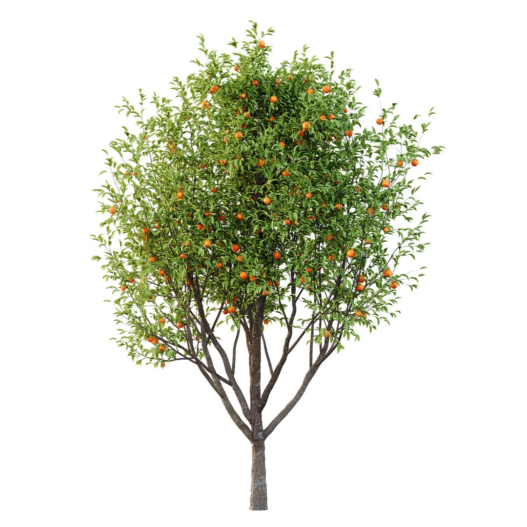 Diospyros Kaki Tree 3D Model – High Poly PBR Asset, FBX & OBJ Formats - View 3