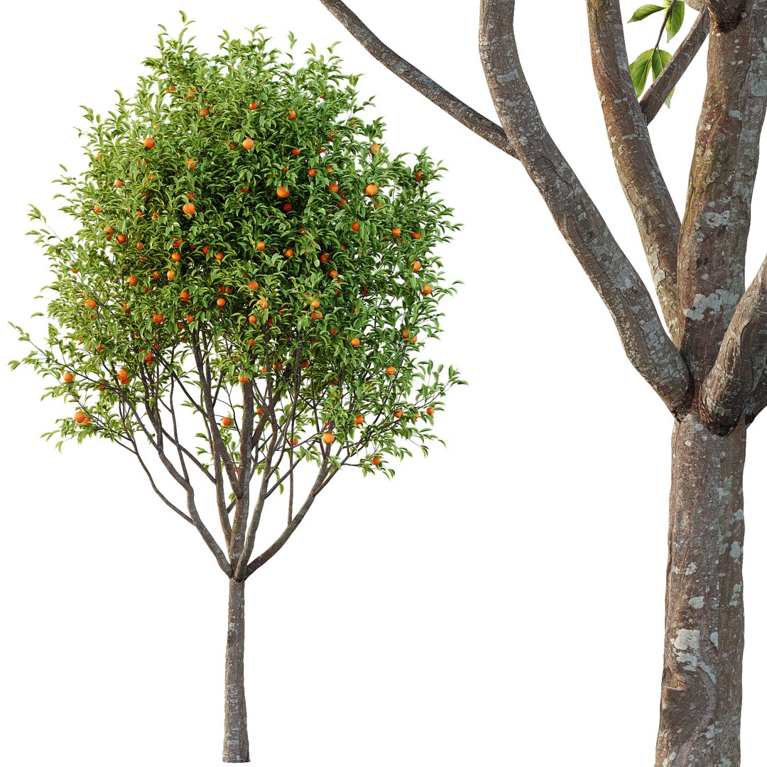 Diospyros Kaki Tree 3D Model – High Poly PBR Asset, FBX & OBJ Formats - View 4