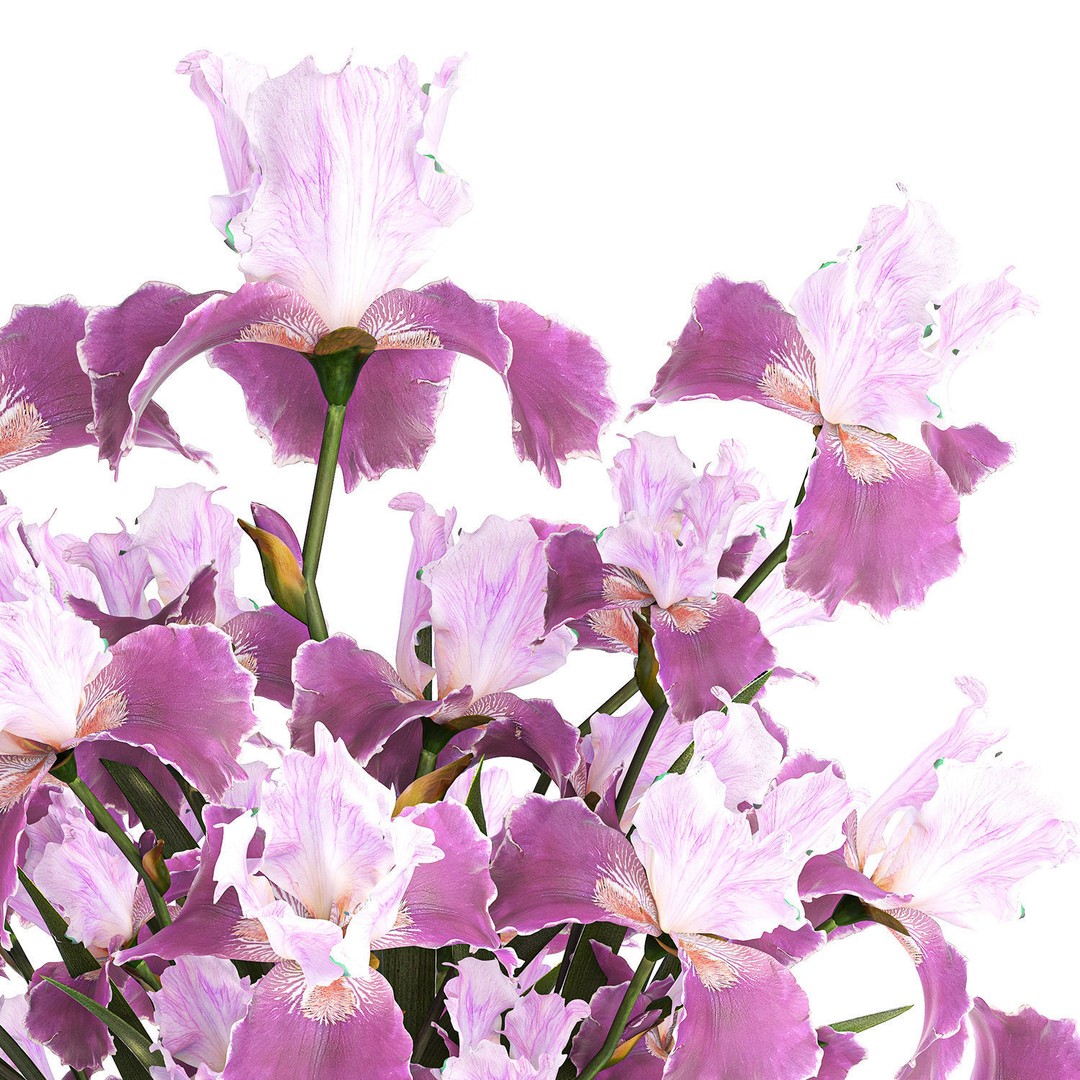 Purple Iris Bouquet 3D Model – Modern Glass Vase, PBR Textures - View 11