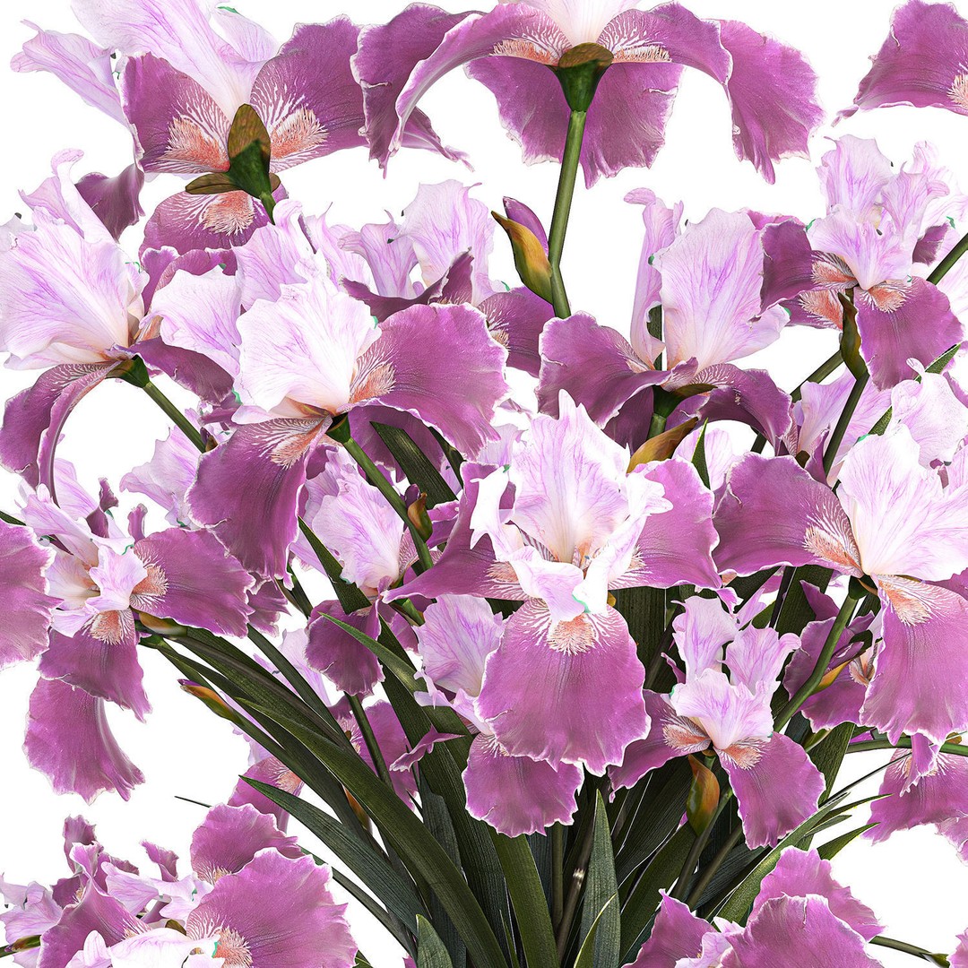 Purple Iris Bouquet 3D Model – Modern Glass Vase, PBR Textures - View 14