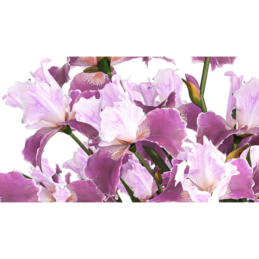 Purple Iris Bouquet 3D Model – Modern Glass Vase, PBR Textures - View 5