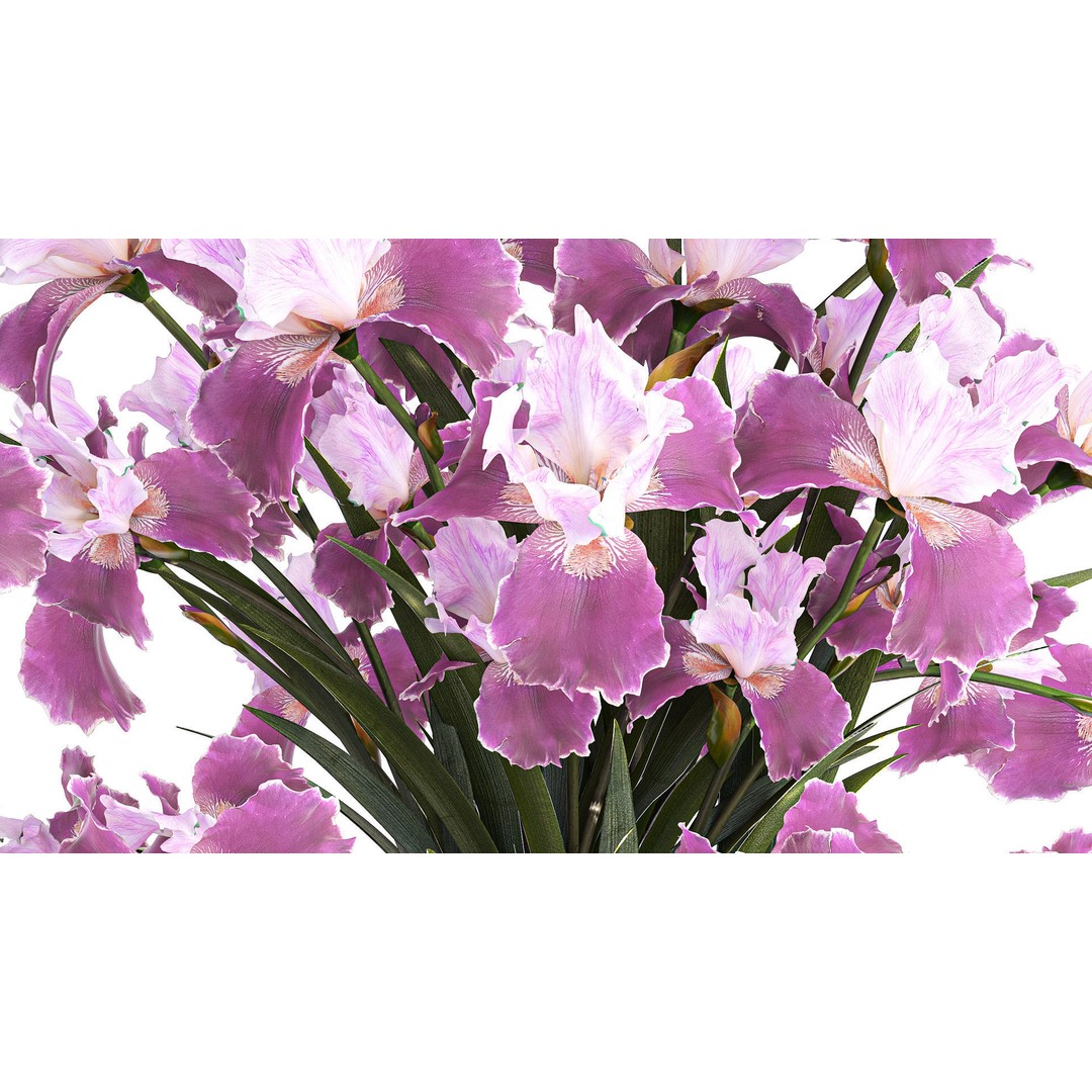 Purple Iris Bouquet 3D Model – Modern Glass Vase, PBR Textures - View 7