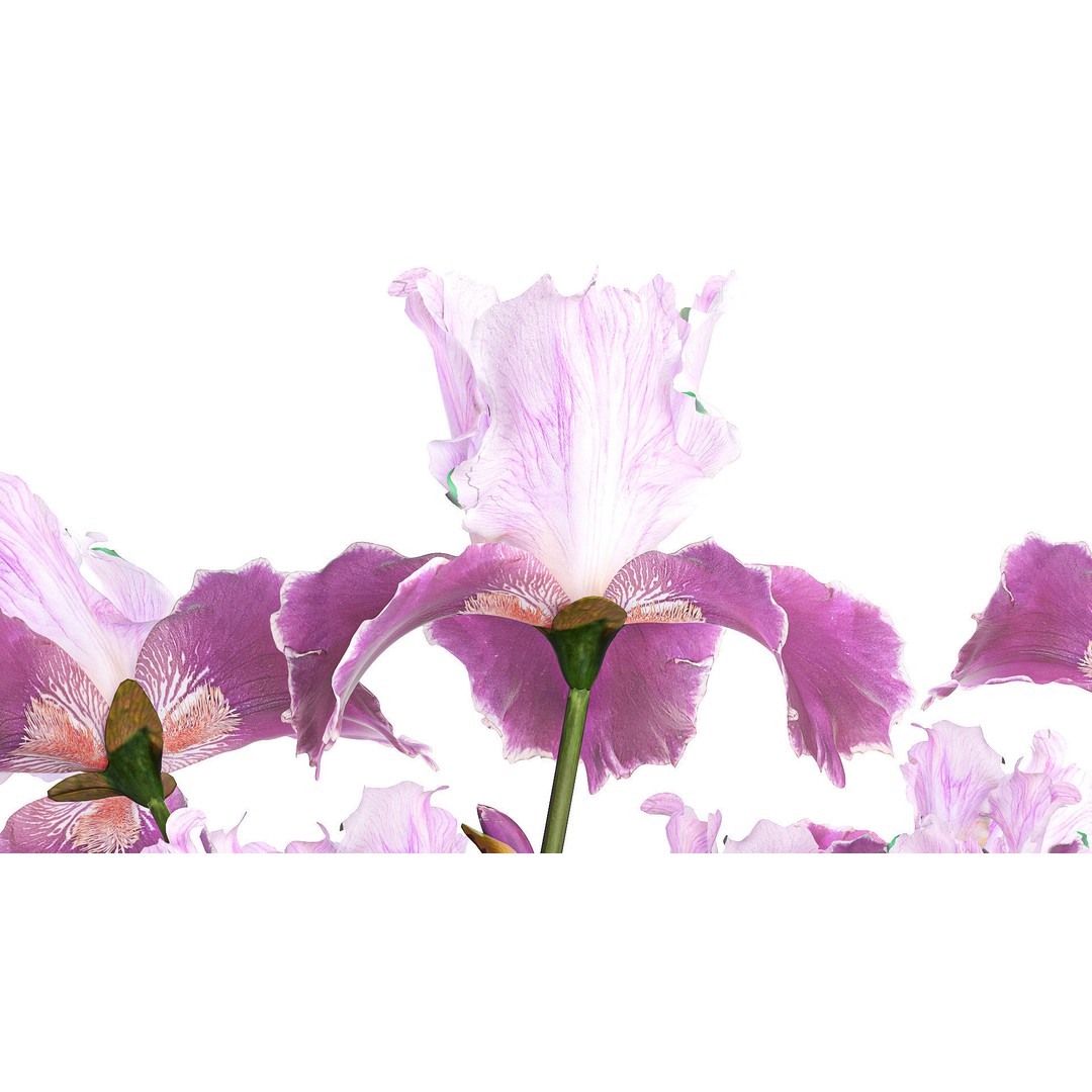 Purple Iris Bouquet 3D Model – Modern Glass Vase, PBR Textures - View 8