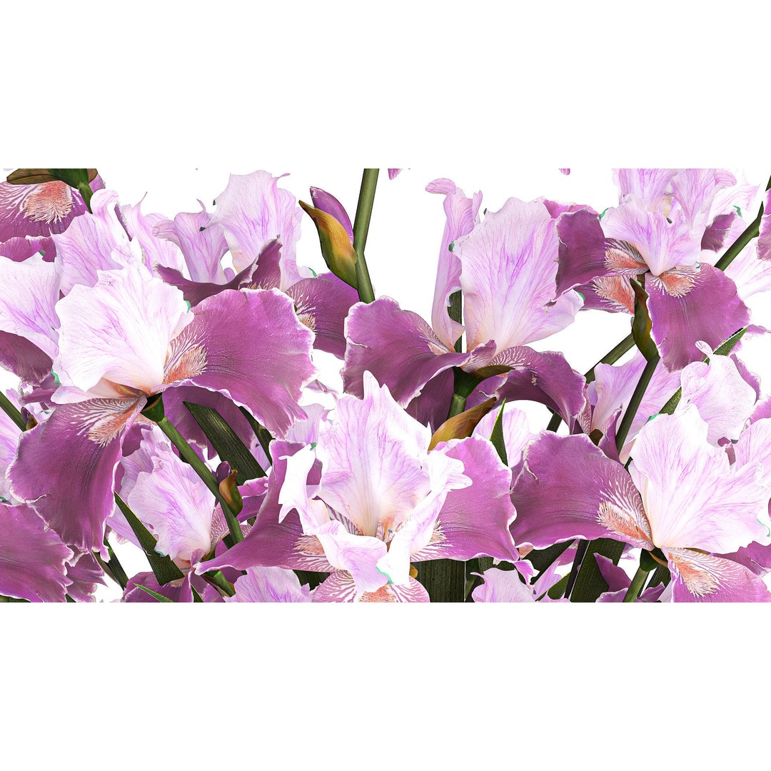 Purple Iris Bouquet 3D Model – Modern Glass Vase, PBR Textures - View 9