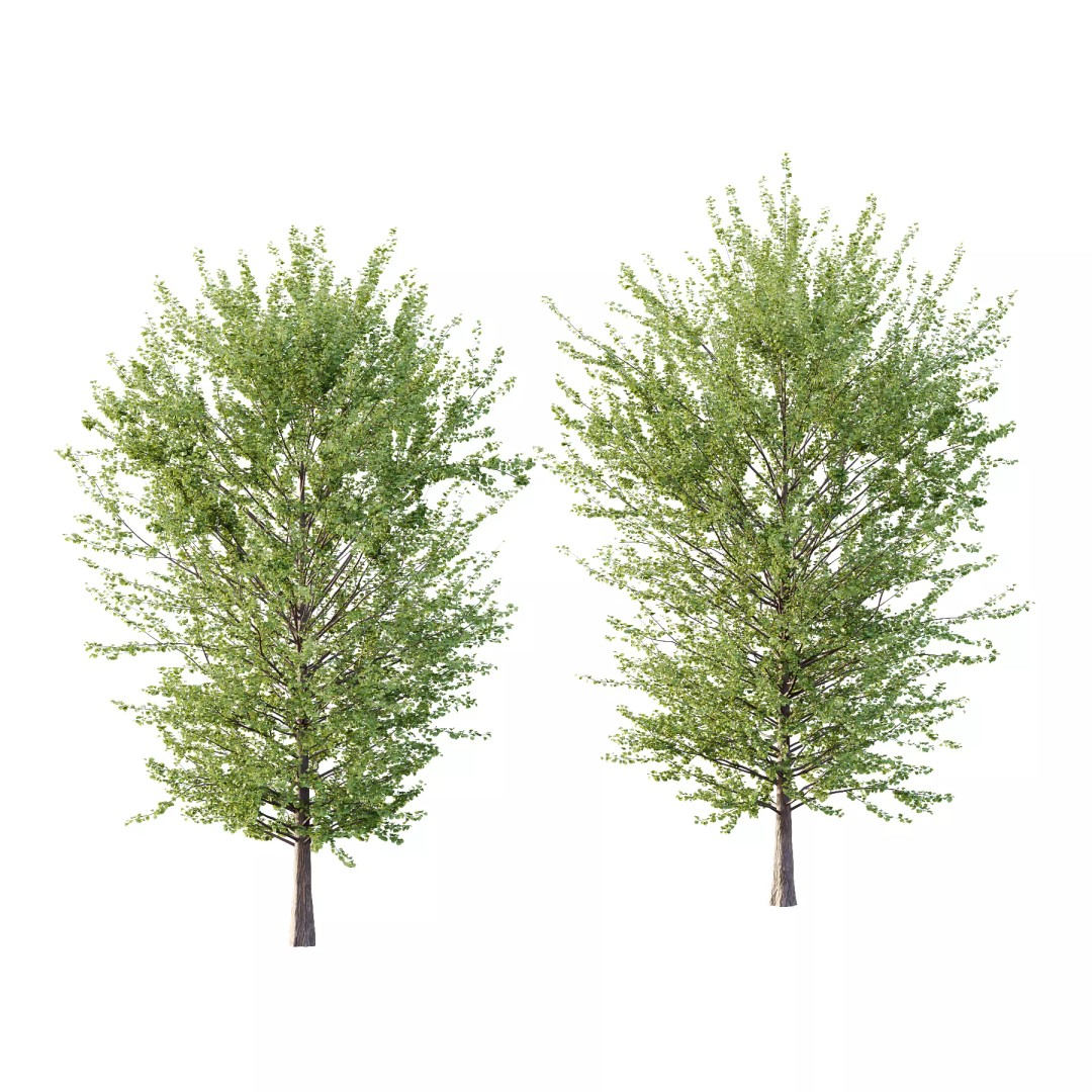 Maidenhair Ginkgo Biloba Tree 3D Model – High Poly PBR Asset, FBX & OBJ - View 2