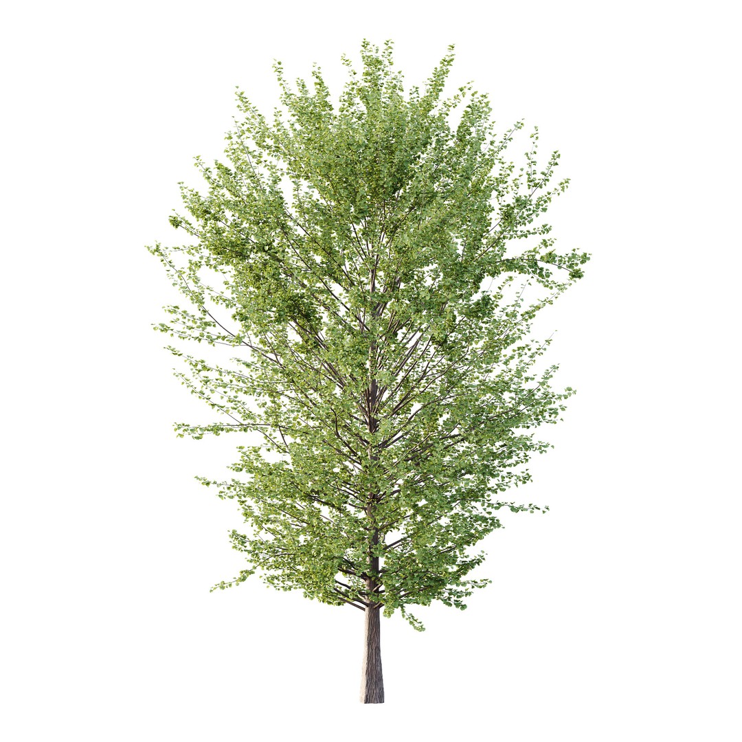 Maidenhair Ginkgo Biloba Tree 3D Model – High Poly PBR Asset, FBX & OBJ - View 3