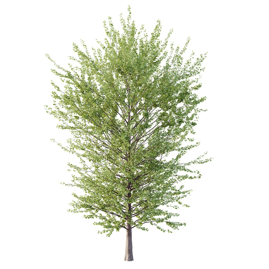 Maidenhair Ginkgo Biloba Tree 3D Model – High Poly PBR Asset, FBX & OBJ - View 4