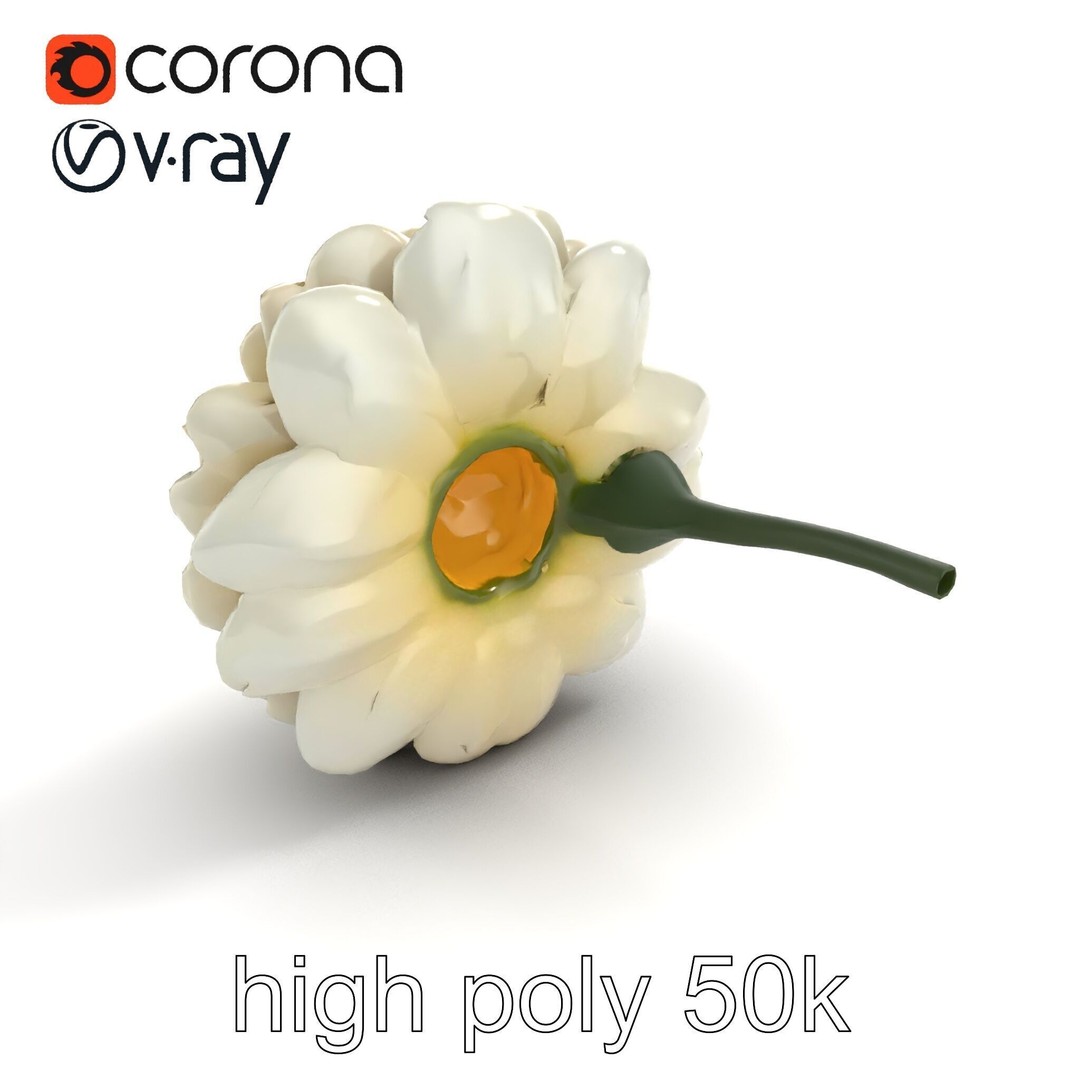 White Ranunculus Flower 3D Model – Low Poly Botanical Pack, FBX - View 11