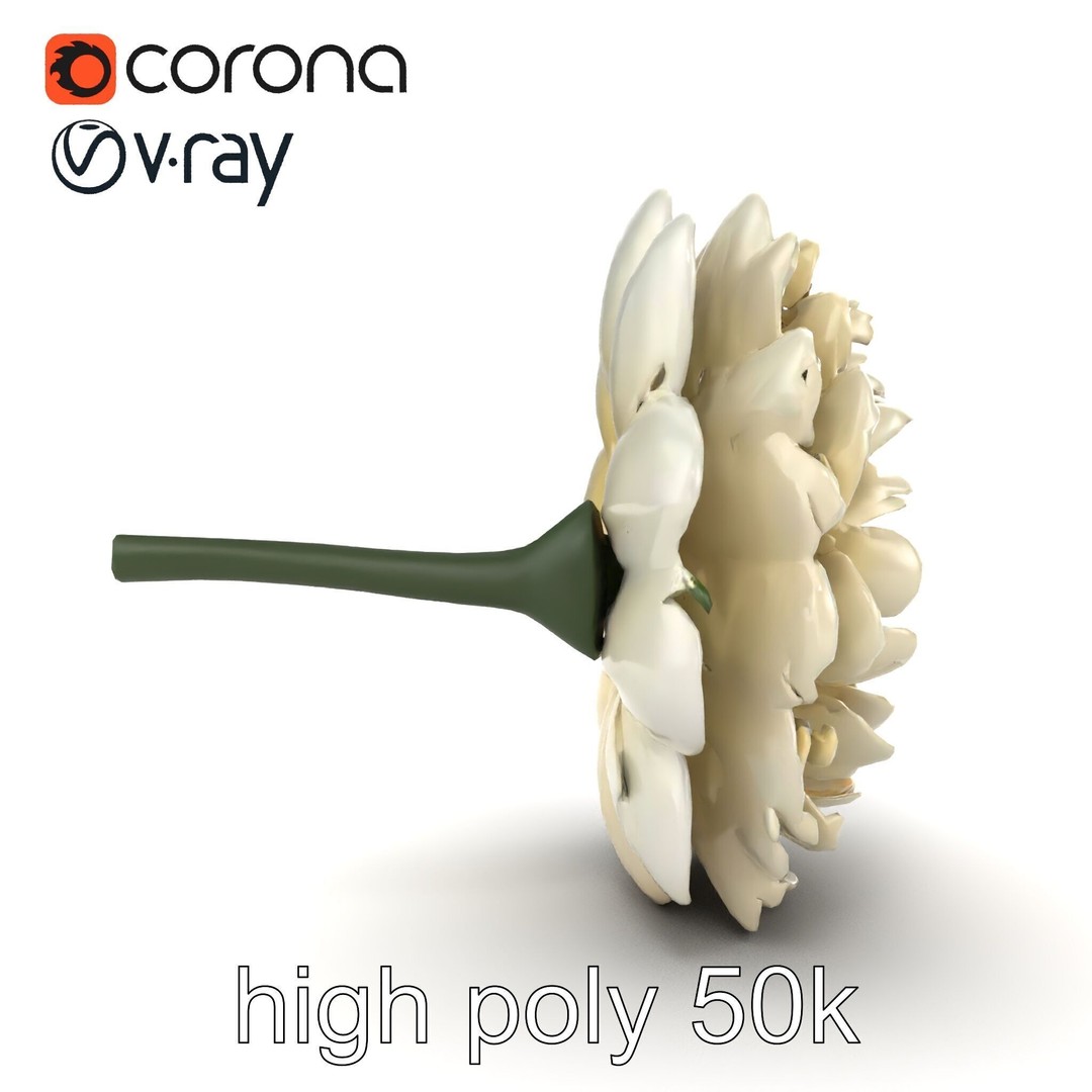 White Ranunculus Flower 3D Model – Low Poly Botanical Pack, FBX - View 17