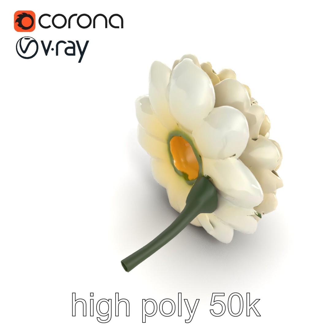 White Ranunculus Flower 3D Model – Low Poly Botanical Pack, FBX - View 18