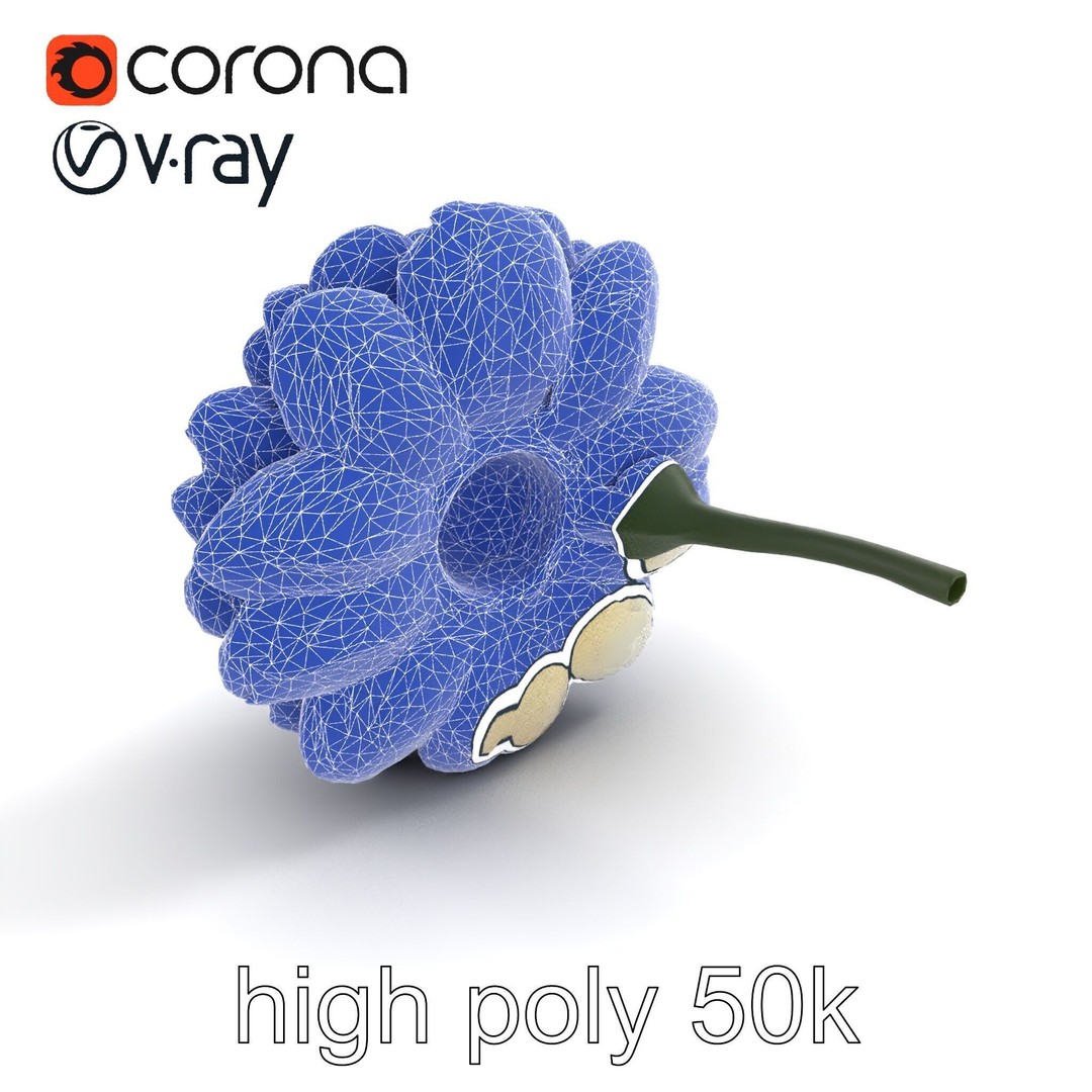 White Ranunculus Flower 3D Model – Low Poly Botanical Pack, FBX - View 25