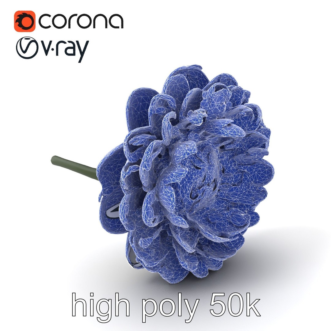 White Ranunculus Flower 3D Model – Low Poly Botanical Pack, FBX - View 3