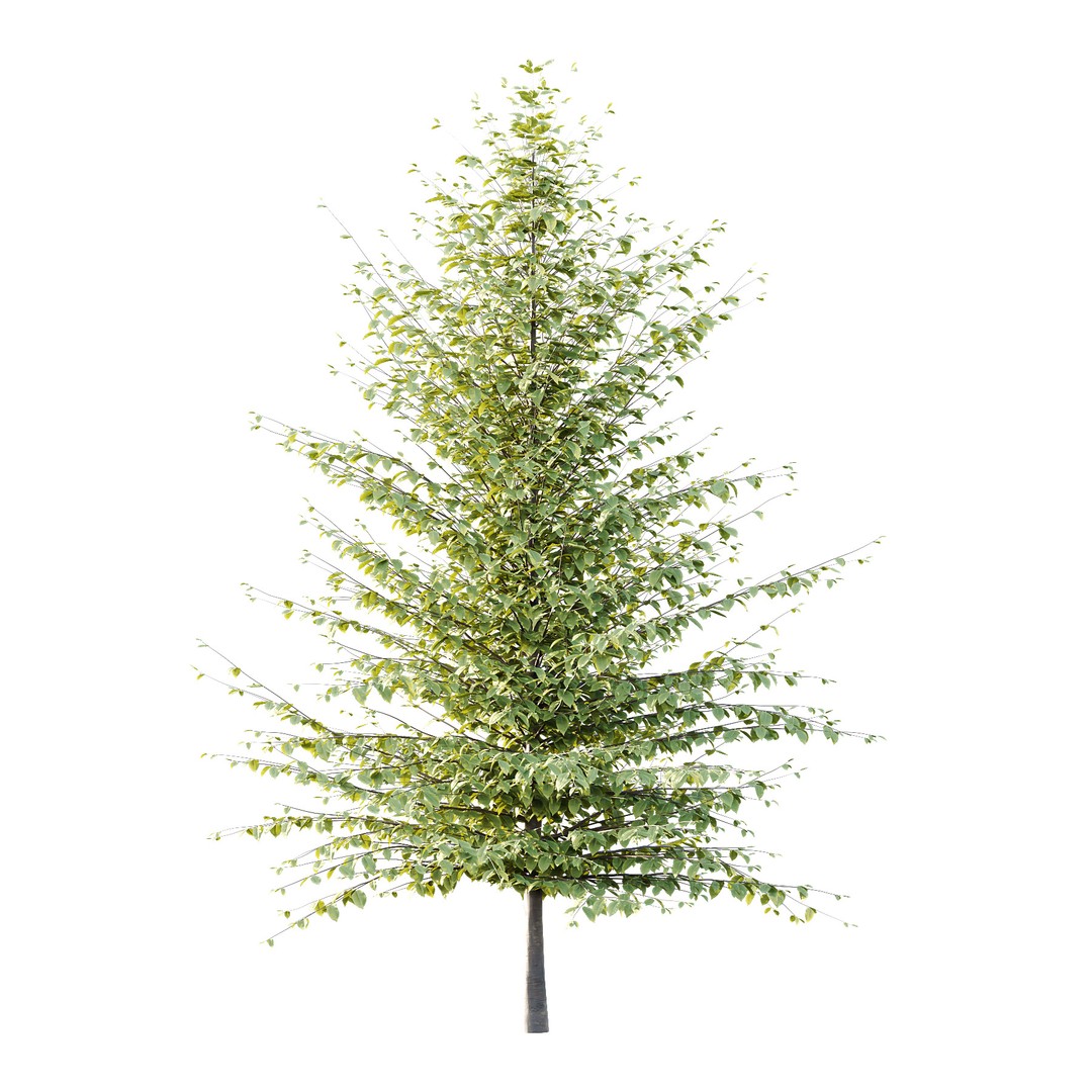 Fagus Grandifolia Tree 06 3D Model – High Poly PBR Asset, FBX/OBJ - View 3