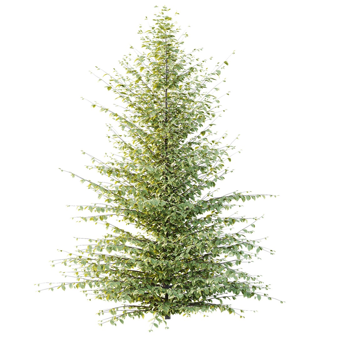 Fagus Grandifolia Tree 06 3D Model – High Poly PBR Asset, FBX/OBJ - View 5