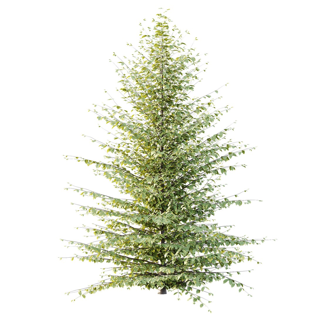 Fagus Grandifolia Tree 06 3D Model – High Poly PBR Asset, FBX/OBJ - View 6
