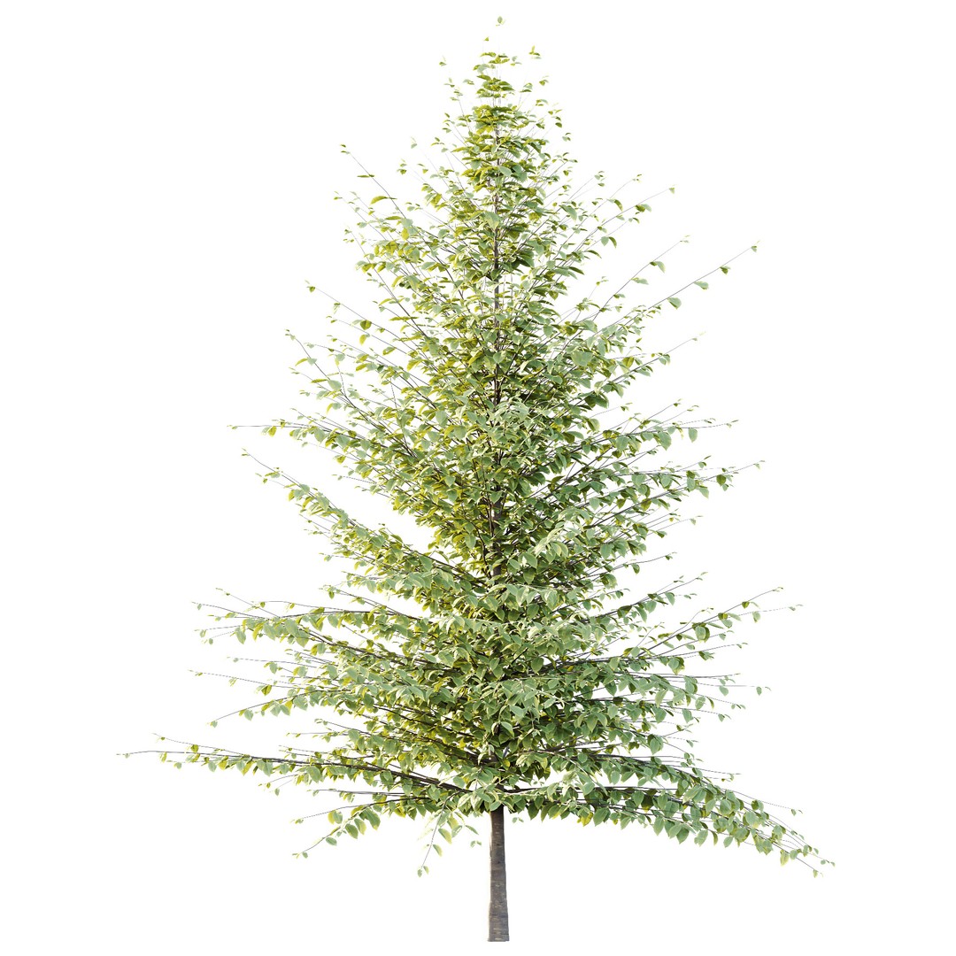 Fagus Grandifolia Tree 06 3D Model – High Poly PBR Asset, FBX/OBJ - View 7