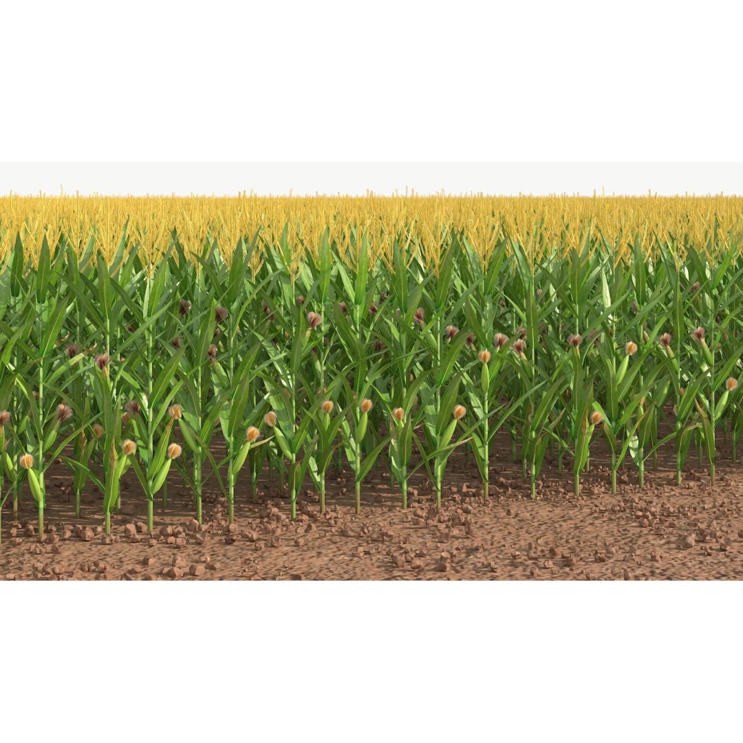 Agricultural Corn Field 3D Model – Realistic Landscape Asset, FBX - View 2