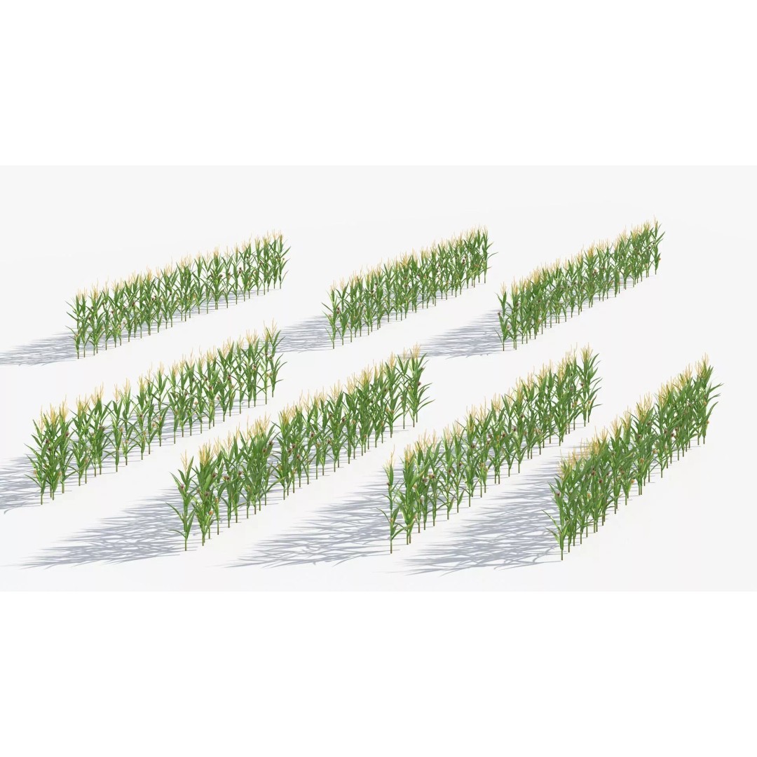 Agricultural Corn Field 3D Model – Realistic Landscape Asset, FBX - View 6