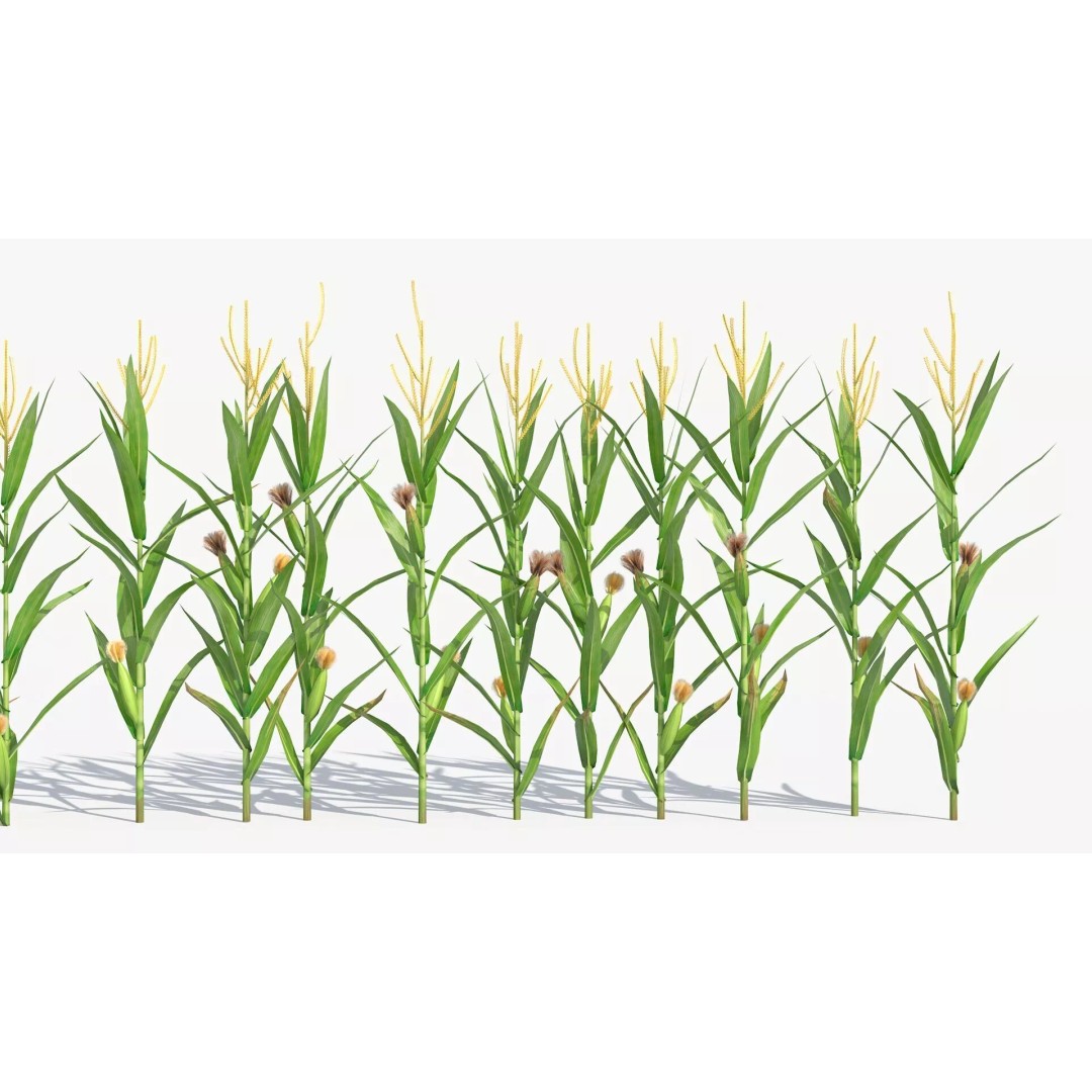 Agricultural Corn Field 3D Model – Realistic Landscape Asset, FBX - View 7