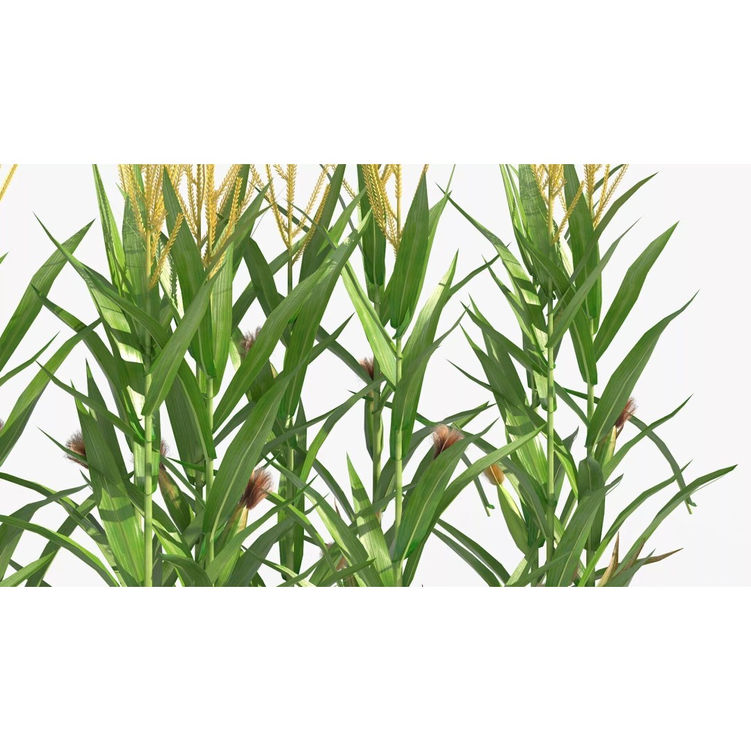 Agricultural Corn Field 3D Model – Realistic Landscape Asset, FBX - View 8